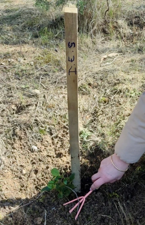 Plantation d'arbre fruitier avec tuteur en bois marqué, main tenant sécateur rose pour entretien