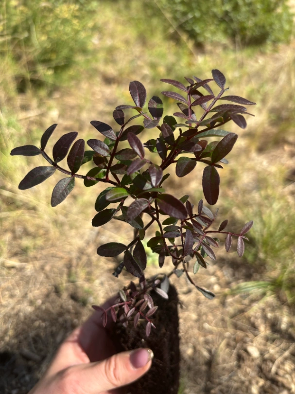 Jeune plant d'arbre aux feuilles ovales vert-pourpre tenu dans une main en extérieur