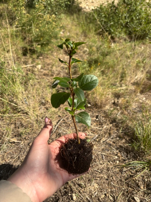 Jeune pousse d'arbre aromatique tenue en main avec racines et terre, dans environnement naturel