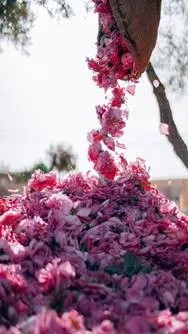 Fleurs roses d'arbre tombées au sol sous un tronc d'arbre, ingrédients naturels floraux