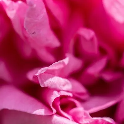 Pétales de rose rose fuchsia en macro, texture délicate pour ingrédients naturels cosmétiques