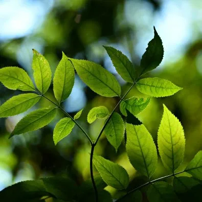 Feuilles vertes composées rétroéclairées sur branche, ingrédient naturel pour cosmétique et parfumerie