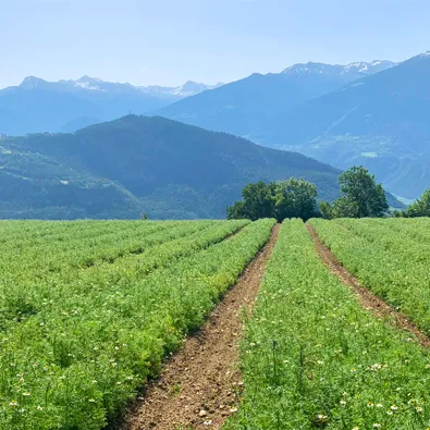 Field of aromatic plants cultivated in rows with mountains in the background for natural ingredients