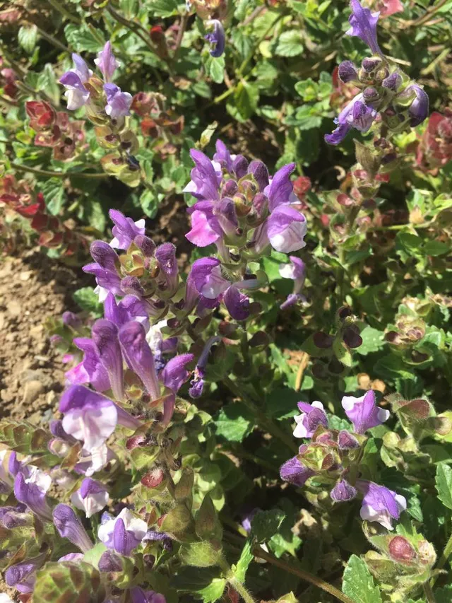 Purple clary sage flowers in full bloom with green foliage, aromatic plant