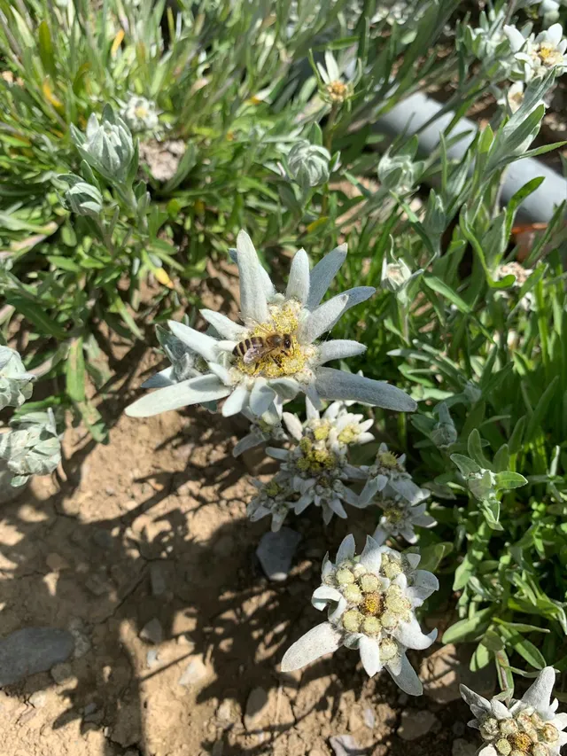 White edelweiss flowers with yellow centre in their natural mountain habitat