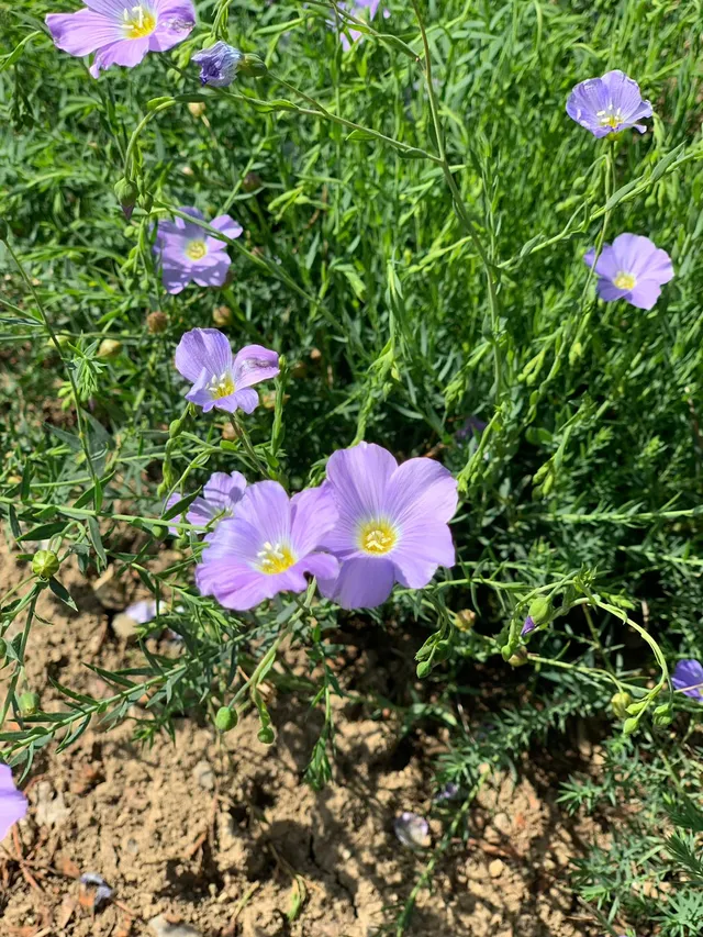 Purple flax flowers in bloom in a field, raw material for cosmetics ingredients