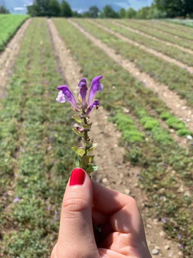 Hand holding a purple sage flower in a field cultivated in rows, organic farming