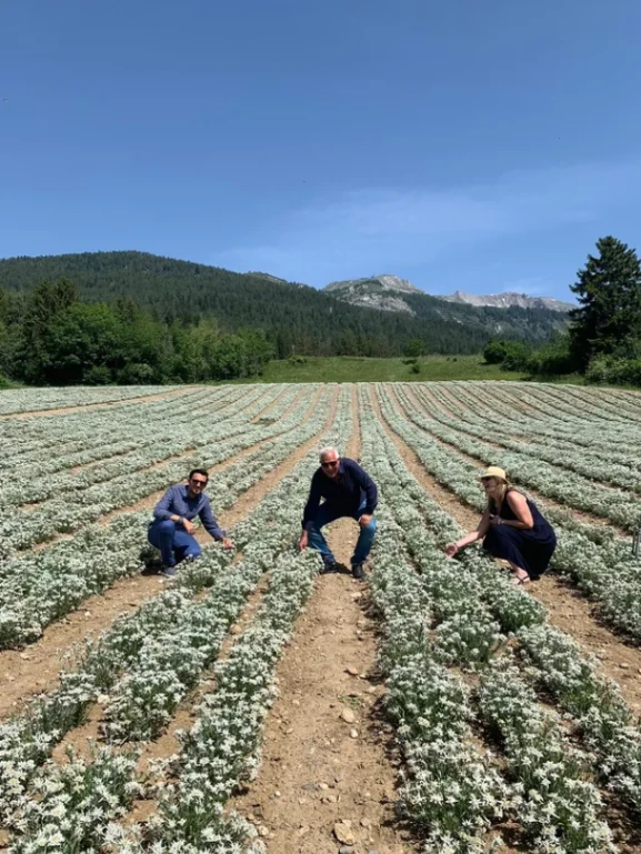 Three people inspecting flowering chamomile plants in a field cultivated in rows, mountains in the background