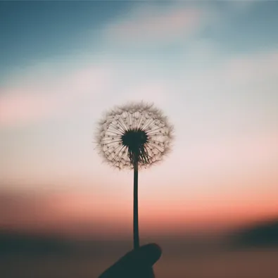 Pissenlit à graines au coucher du soleil, ingrédient naturel pour cosmétique et parfumerie
