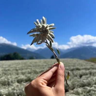 Main tenant une fleur d'edelweiss séchée dans un paysage de montagne avec ciel bleu