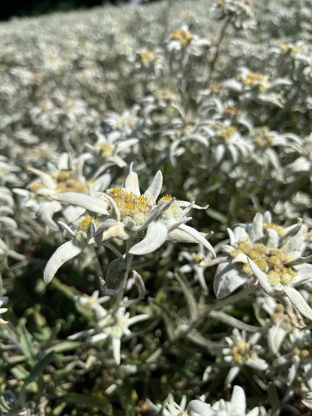 Fleurs blanches d'edelweiss aux pétales duveteuses et centre jaune doré sur fond de montagne