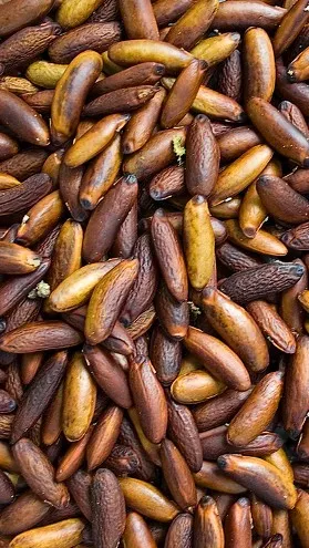 Graines de datte séchées brunes et dorées en vrac - ingrédient naturel cosmétique